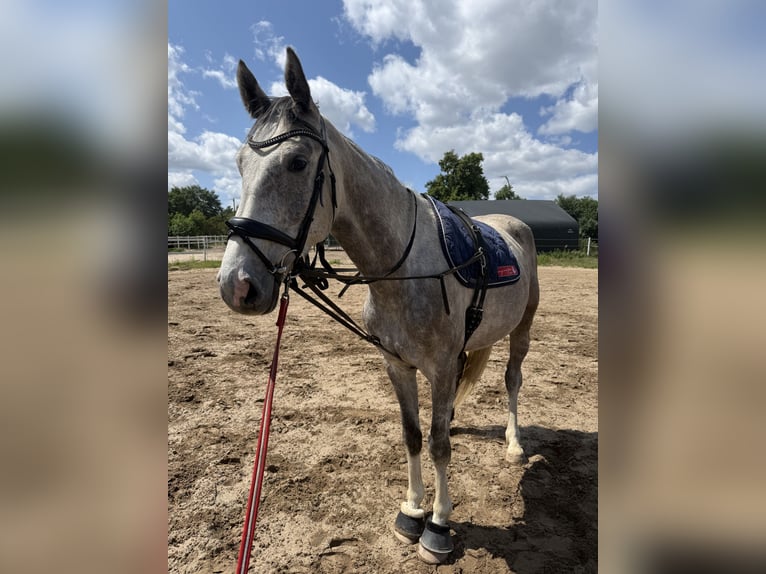 Koń holsztyński Wałach 5 lat 170 cm Siwa jabłkowita in Berlin