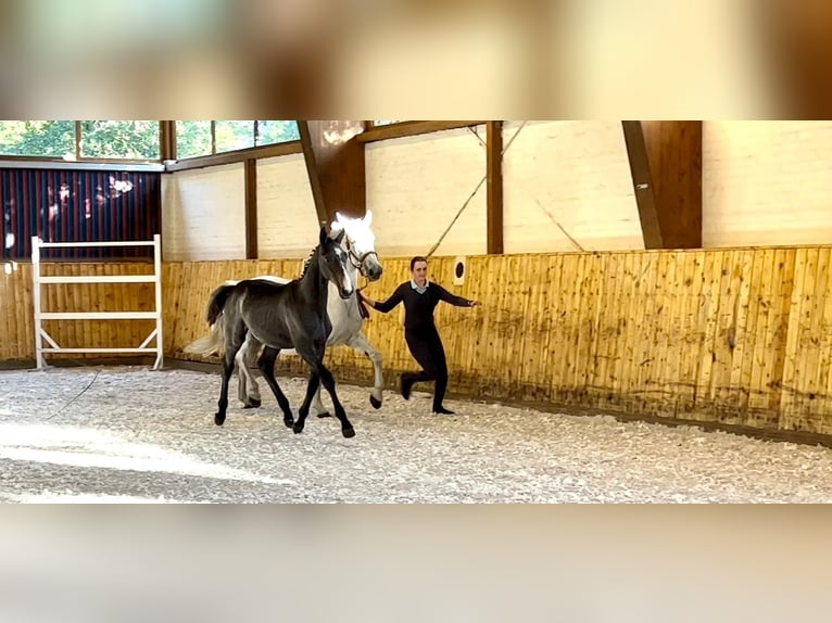 Koń holsztyński Wałach 5 lat 170 cm Siwa in Celle