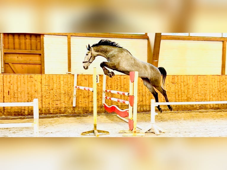 Koń holsztyński Wałach 5 lat 170 cm Siwa in Celle