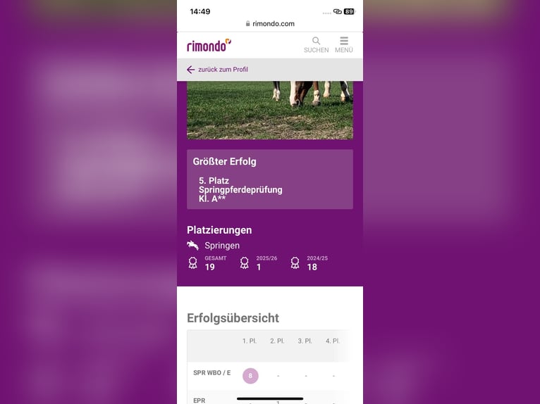 Koń holsztyński Wałach 5 lat 172 cm Siwa in Bischofsheim