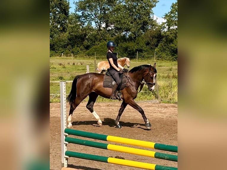 Koń holsztyński Wałach 5 lat 175 cm Gniada in Kriesebyfeld