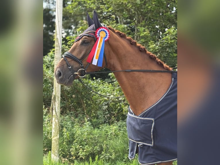 Koń holsztyński Wałach 5 lat 175 cm Kasztanowata in Achtrup