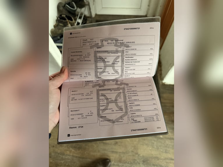 Koń holsztyński Wałach 5 lat 175 cm Siwa in Jenbach