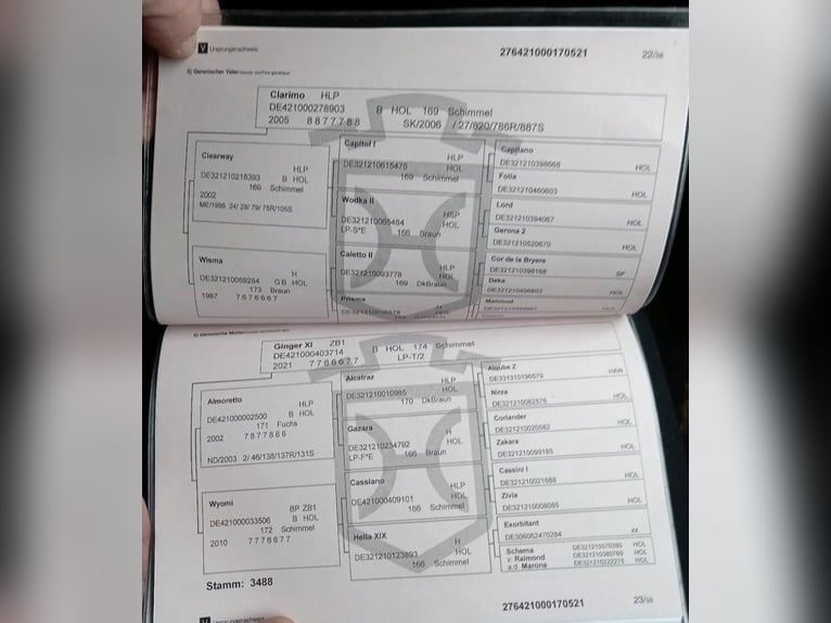 Koń holsztyński Wałach 5 lat 175 cm Siwa in Osdorf