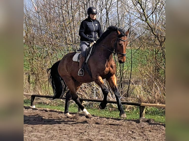 Koń holsztyński Wałach 5 lat 177 cm Gniada in Feldhorst