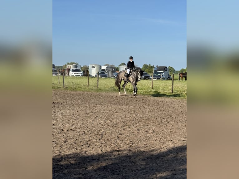 Koń holsztyński Wałach 5 lat 180 cm Siwa jabłkowita in Lottorf Koń holsztyński Wałach 5 lat 180 cm Siwa jabłkowita in Lottorf