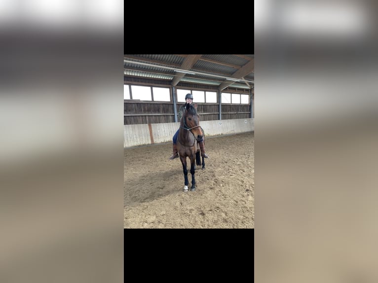 Koń holsztyński Wałach 6 lat 163 cm Gniada in Kiel