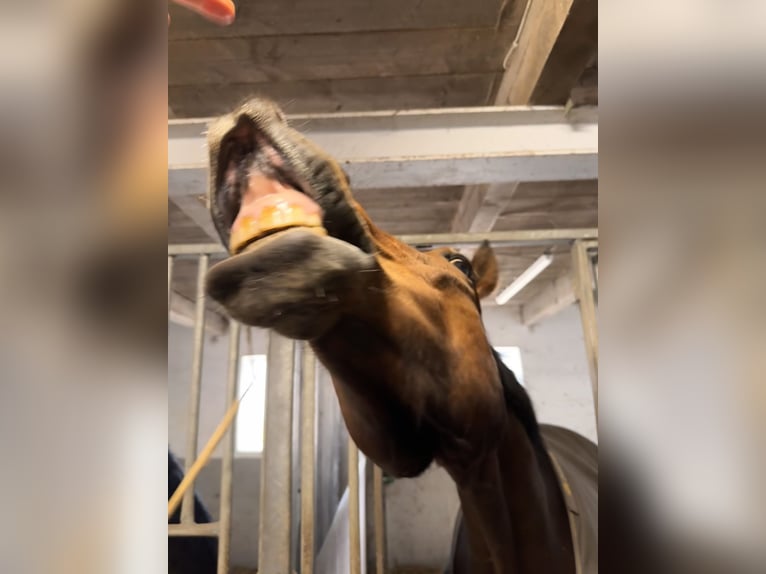 Koń holsztyński Wałach 6 lat 163 cm Gniada in Kiel