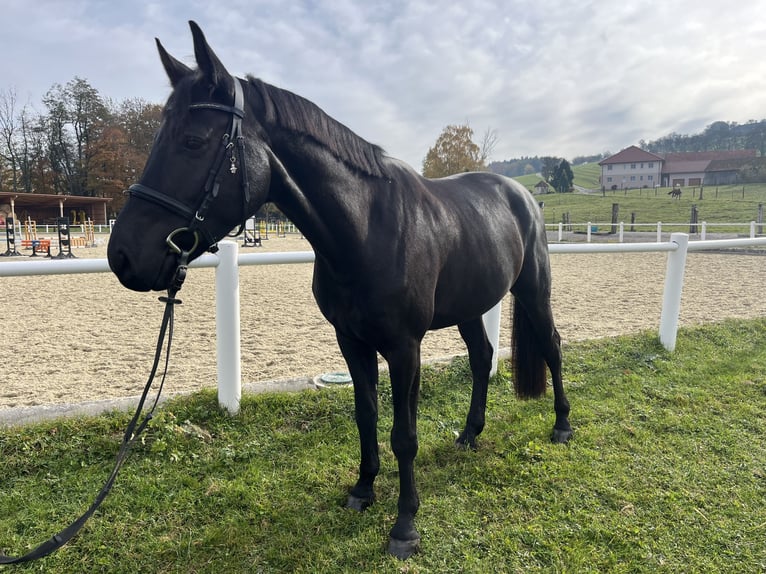 Koń holsztyński Wałach 6 lat 163 cm Kara in Weistrach