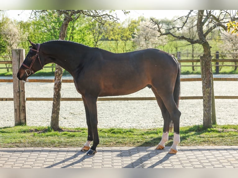 Koń holsztyński Wałach 6 lat 163 cm Skarogniada in Lastrup
