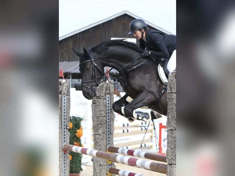 Koń holsztyński Wałach 6 lat 164 cm Kara in Hartlmühl