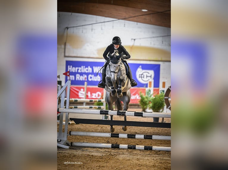 Koń holsztyński Wałach 6 lat 165 cm Siwa in WardenburgWardenburg