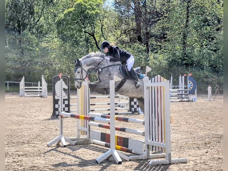 Koń holsztyński Wałach 6 lat 166 cm Siwa in Goldkronach