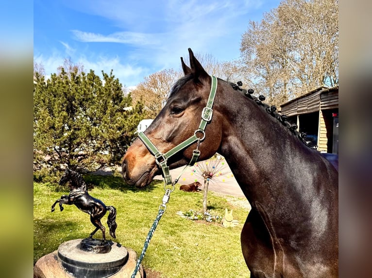 Koń holsztyński Wałach 6 lat 168 cm Skarogniada in Sangerhausen