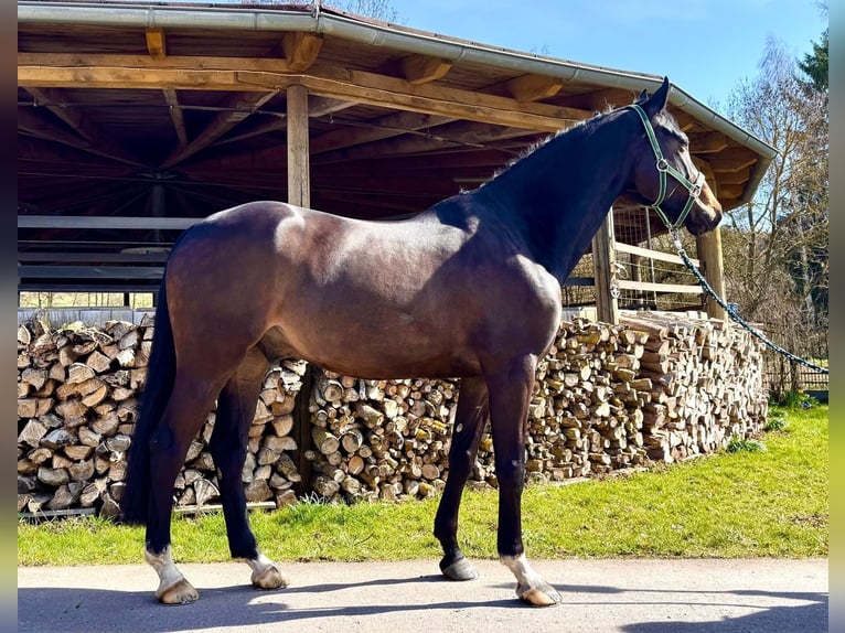 Koń holsztyński Wałach 6 lat 168 cm Skarogniada in Sangerhausen