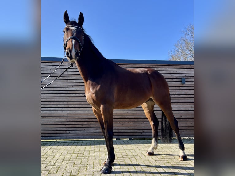 Koń holsztyński Wałach 6 lat 170 cm Gniada in Esterwegen