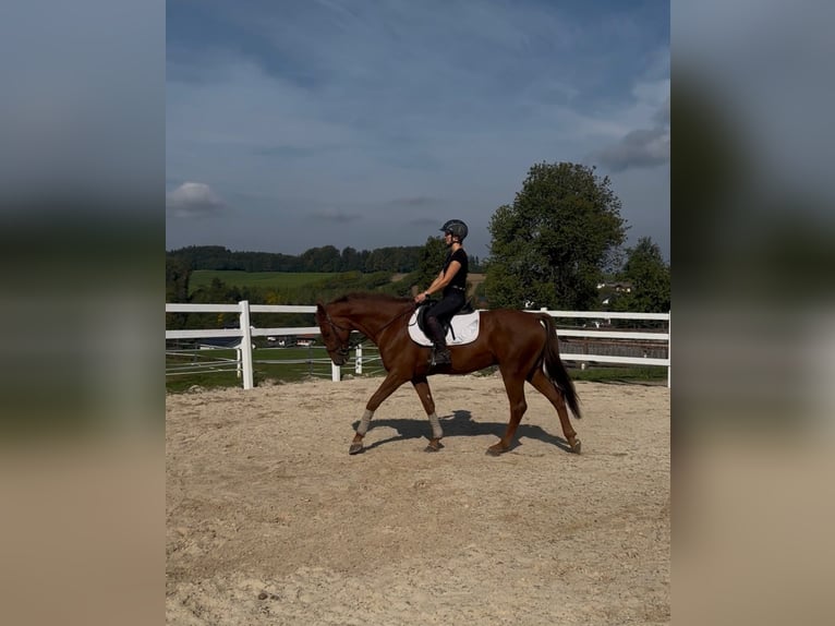 Koń holsztyński Wałach 6 lat 170 cm Kasztanowata in Lochen am See