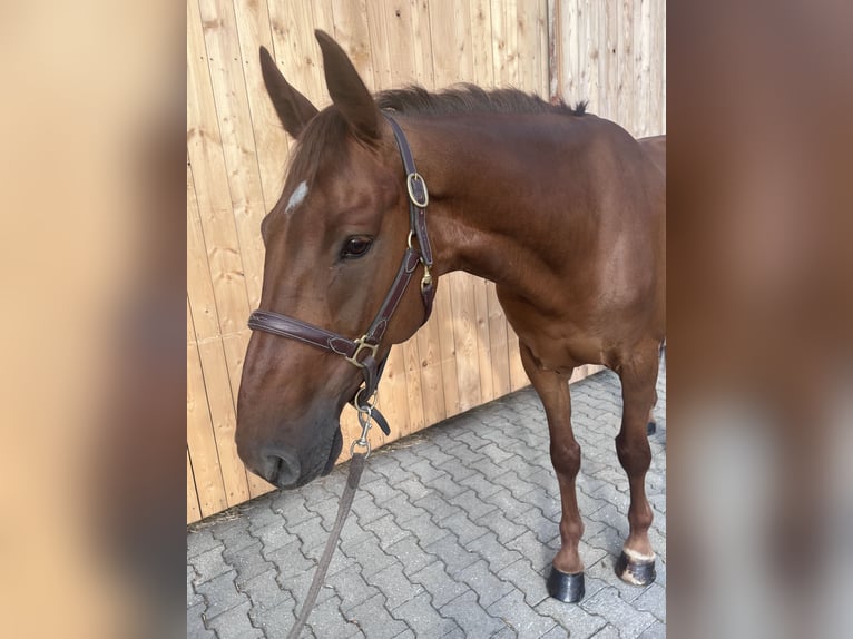Koń holsztyński Wałach 6 lat 170 cm Kasztanowata in Lochen am See