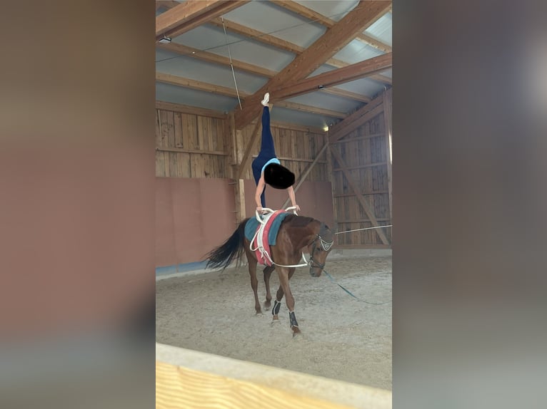 Koń holsztyński Wałach 6 lat 170 cm Kasztanowata in Lochen