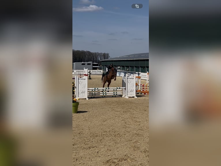 Koń holsztyński Wałach 6 lat 170 cm Kasztanowata in Lochen