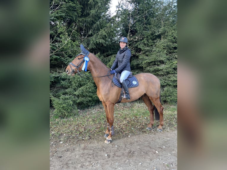 Koń holsztyński Wałach 6 lat 170 cm Kasztanowata in Lochen