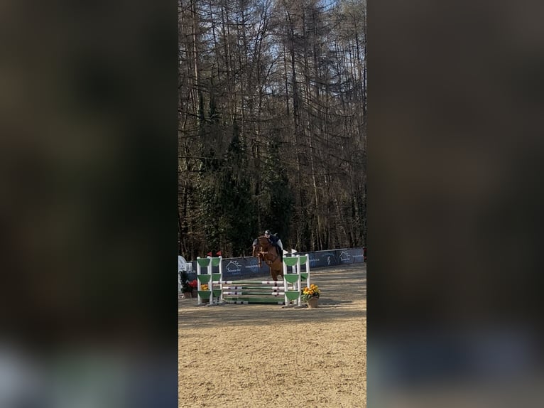 Koń holsztyński Wałach 6 lat 170 cm Kasztanowata in Lochen
