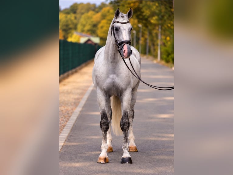 Koń holsztyński Wałach 6 lat 170 cm Siwa in Achau