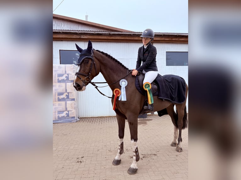 Koń holsztyński Wałach 6 lat 172 cm Ciemnogniada in Gadebusch