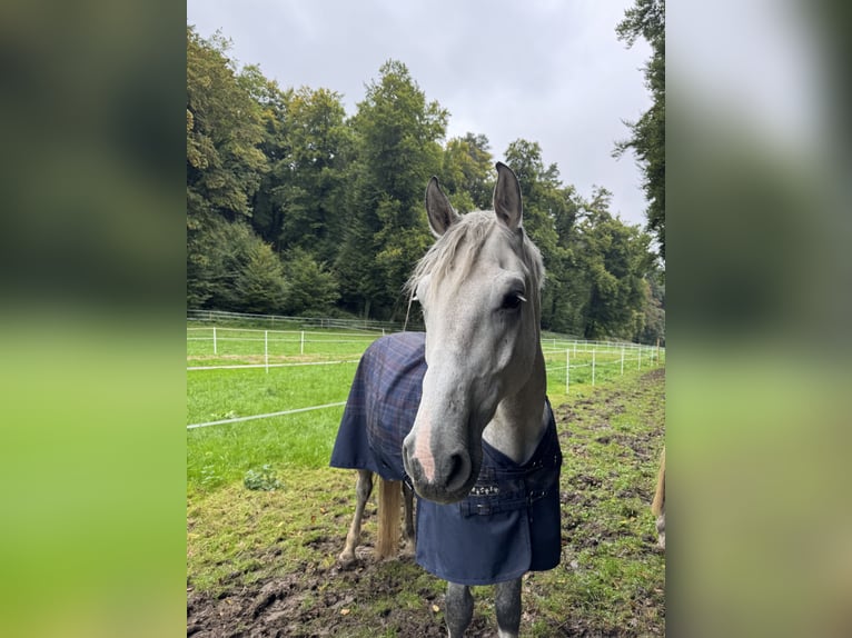 Koń holsztyński Wałach 6 lat 172 cm Siwa in Gaienhofen