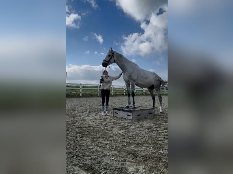 Koń holsztyński Wałach 6 lat 172 cm Siwa in Gaienhofen