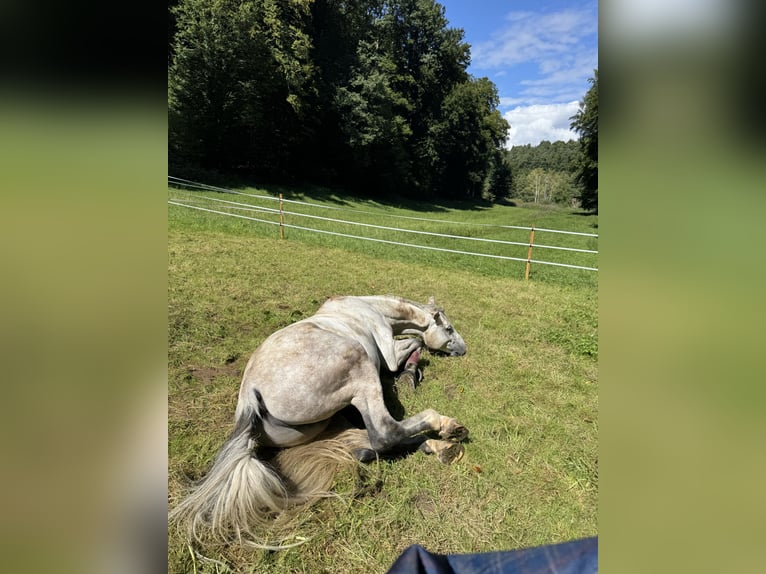 Koń holsztyński Wałach 6 lat 172 cm Siwa in Gaienhofen