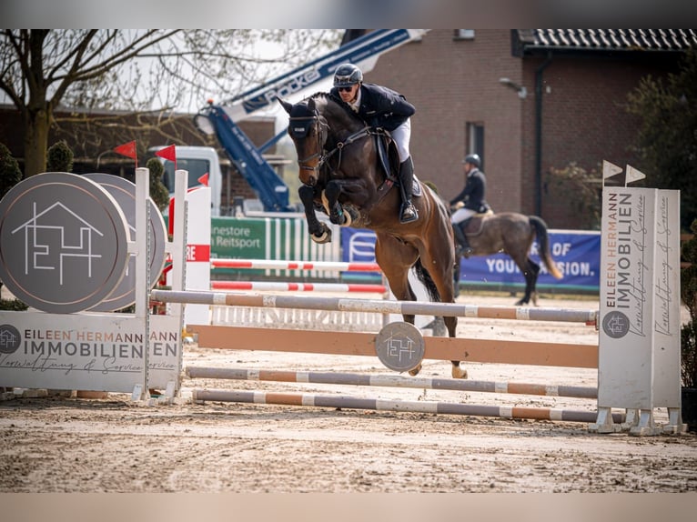 Koń holsztyński Wałach 6 lat 173 cm Ciemnogniada in Fröndenberg