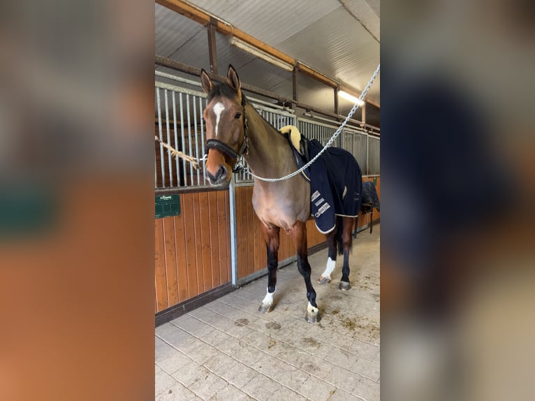 Koń holsztyński Wałach 6 lat 175 cm Ciemnogniada in Singen