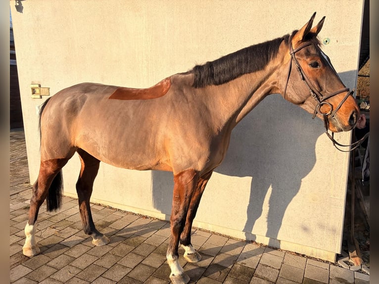 Koń holsztyński Wałach 6 lat 175 cm Ciemnogniada in Singen