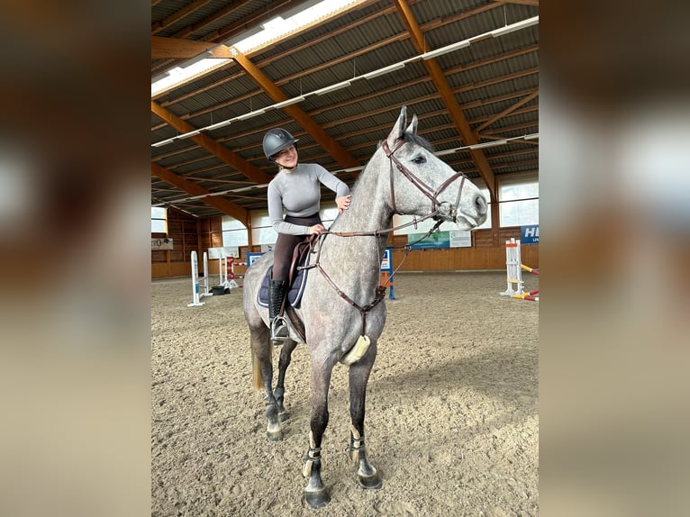 Koń holsztyński Wałach 6 lat 175 cm Siwa in Beuningen Gld