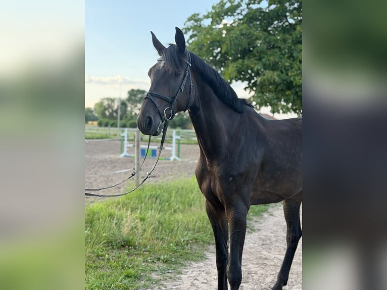 Koń holsztyński Wałach 6 lat 176 cm Kara in Rheda-Wiedenbrück