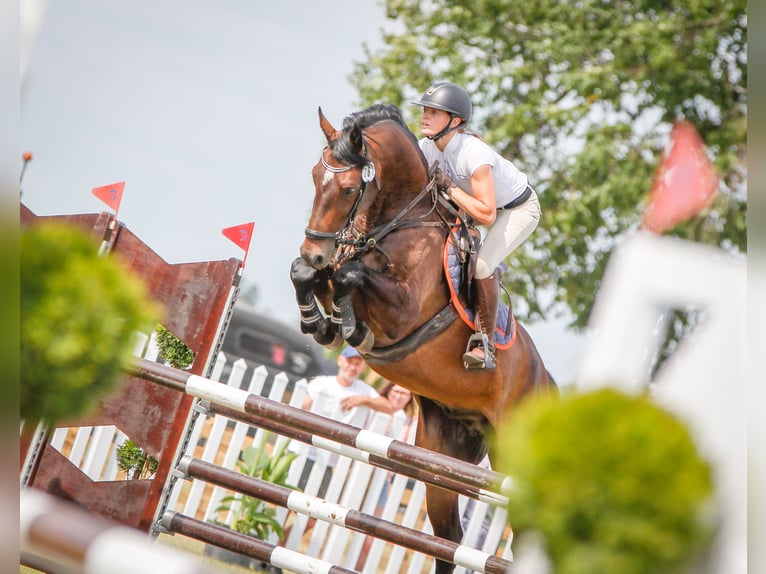 Koń holsztyński Wałach 7 lat 167 cm Gniada in Piła