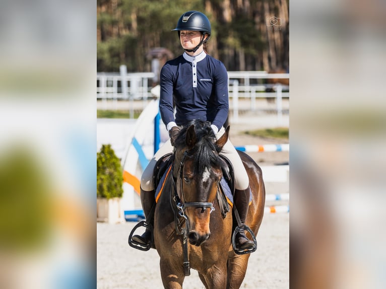 Koń holsztyński Wałach 7 lat 167 cm Gniada in Piła