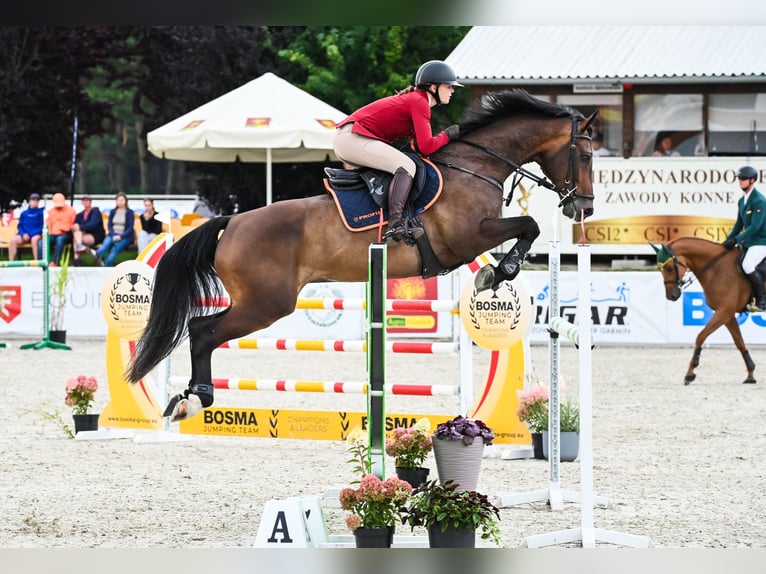 Koń holsztyński Wałach 7 lat 167 cm Gniada in Piła