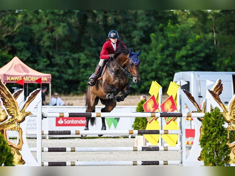 Koń holsztyński Wałach 7 lat 167 cm Gniada in Piła
