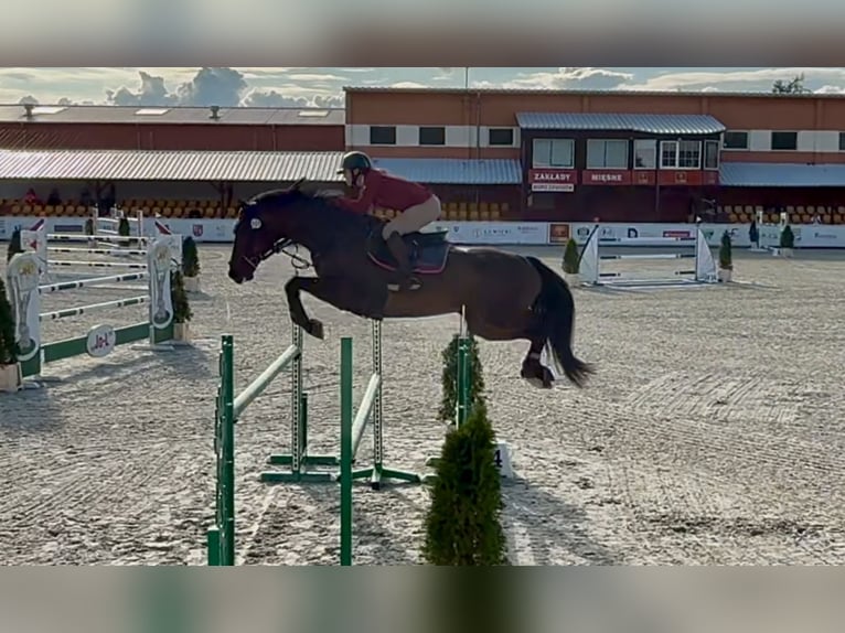 Koń holsztyński Wałach 7 lat 167 cm Gniada in Piła