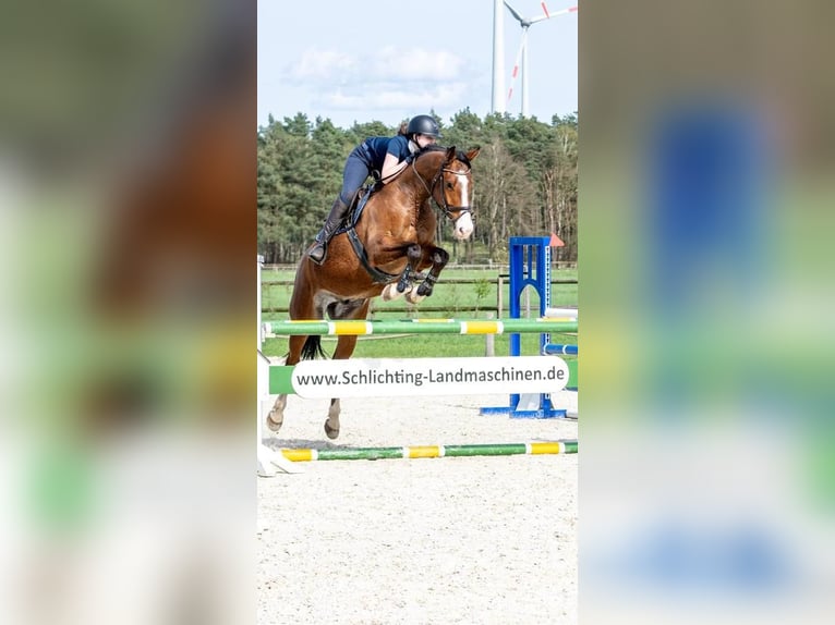 Koń holsztyński Wałach 7 lat 167 cm Gniada in Luhm&#xFC;hlen