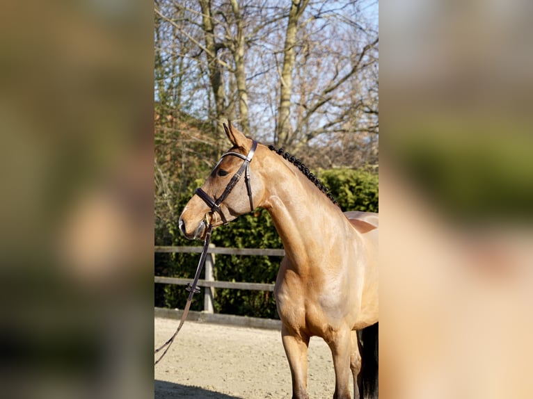 Koń holsztyński Wałach 7 lat 168 cm Gniada in Lohne (Oldenburg)