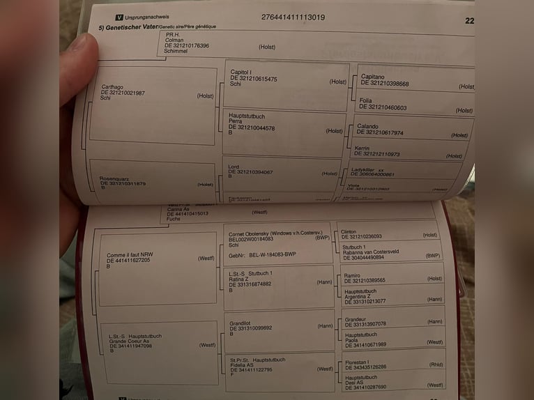 Koń holsztyński Wałach 7 lat 168 cm Kasztanowata in Békéscsaba