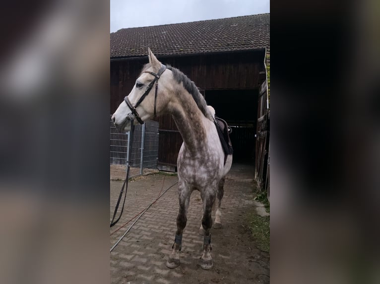 Koń holsztyński Wałach 7 lat 168 cm Siwa jabłkowita in Regenstauf