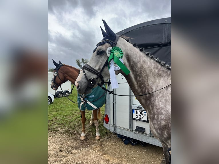 Koń holsztyński Wałach 7 lat 168 cm Siwa jabłkowita in Regenstauf