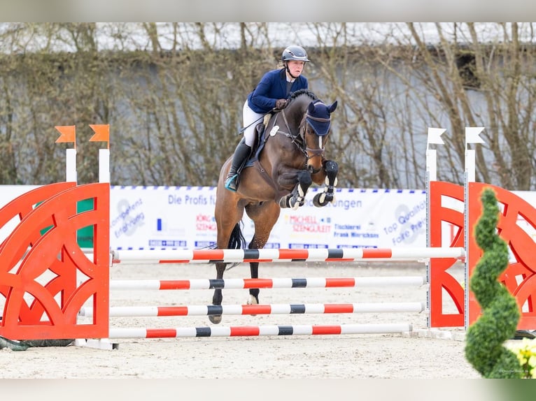 Koń holsztyński Wałach 7 lat 169 cm  in Emkendorf
