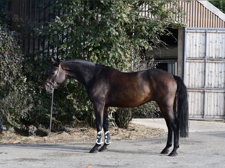 Koń holsztyński Wałach 7 lat 170 cm Gniada in Geilenkirchen