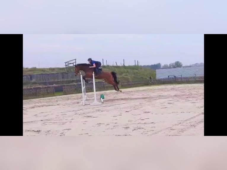 Koń holsztyński Wałach 7 lat 170 cm Gniada in Rendsburg