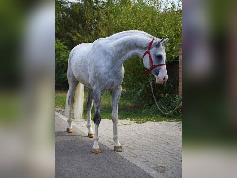 Koń holsztyński Wałach 7 lat 170 cm Siwa in kecskemet